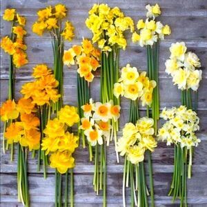 🌼5for$25🌼Sale! Bundle and save! Up to‎ 5lbs